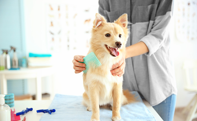 Dog at the groomers getting brushed