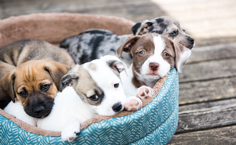 Basket of puppies